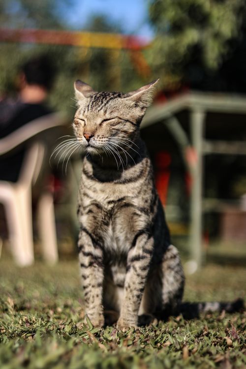 Free Close-up of a relaxed tabby cat enjoying sunlight in a garden setting. Stock Photo