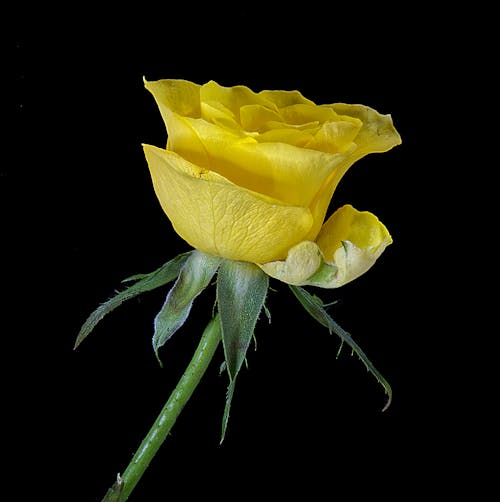 gelbe rosen 的 免費圖庫相片