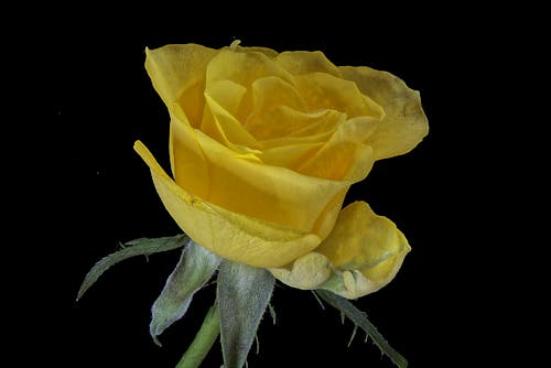 Free stock photo of gelbe rosen