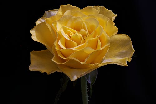 Free stock photo of gelbe rosen