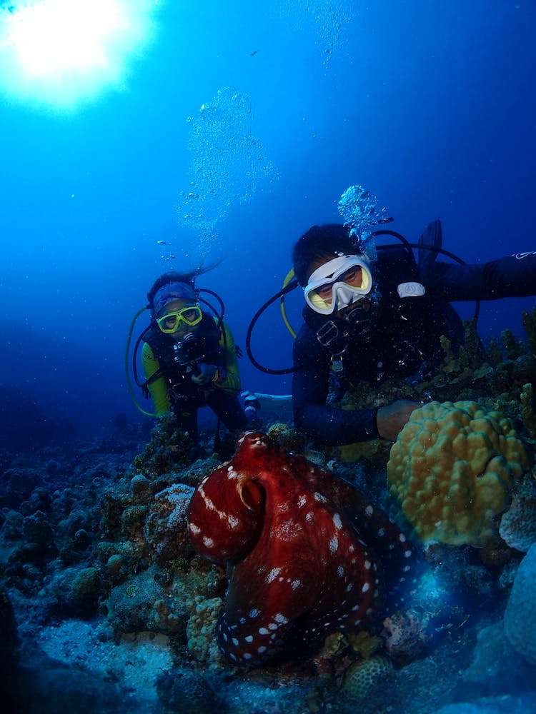 Divers On Sea Bottom