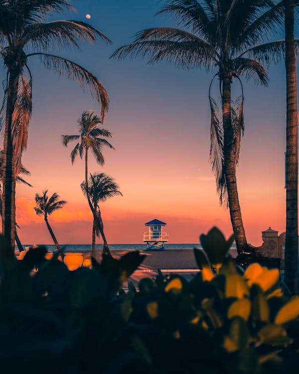Palms on sunset sky in summer