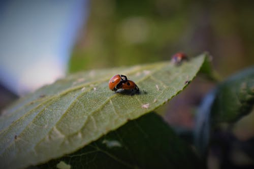 Δωρεάν στοκ φωτογραφιών με beetle, macro, macro shot