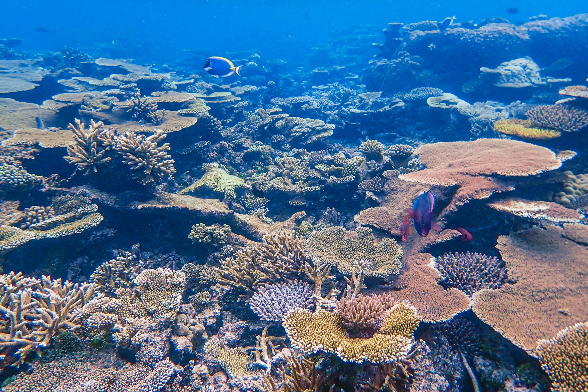 Freshwater vs Saltwater — Which Should You Start With?