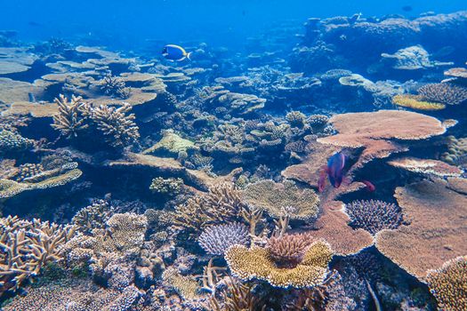 Stunning underwater view of colorful coral reef teeming with diverse marine life.