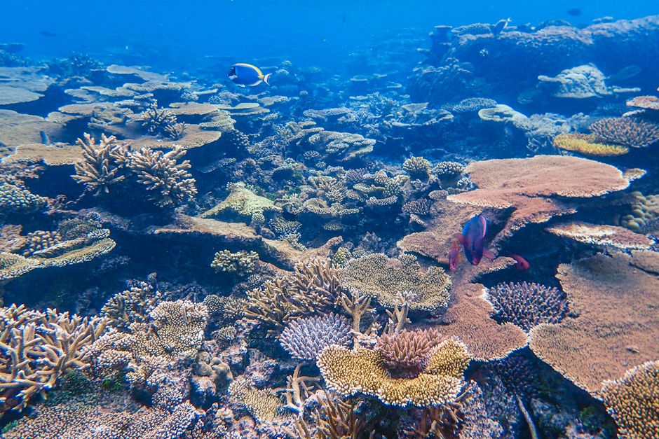 14. Mimiwhangata Marine Park: Northland's Diverse Ecosystem 14. Mimiwhangata Marine Park: Northland's Diverse Ecosystem