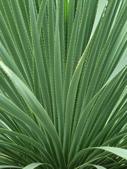 新加坡花园里尖刺绿色植物叶子的特写视图