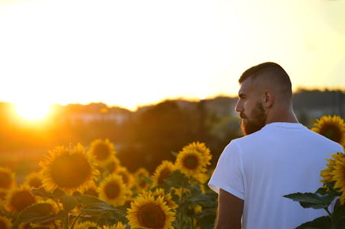 Foto d'estoc gratuïta de barba, camp, capvespre