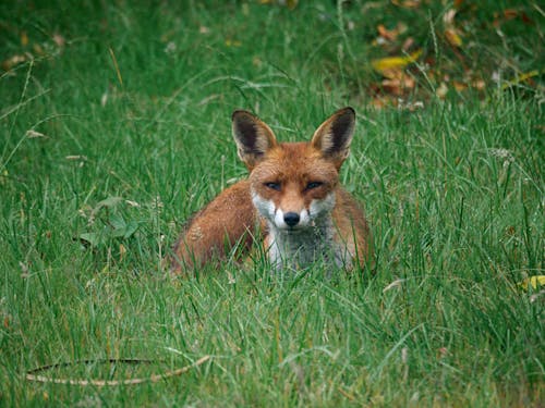 Бесплатное стоковое фото с дикое животное, зеленая трава, лисица