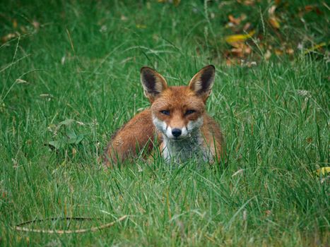 fox photo