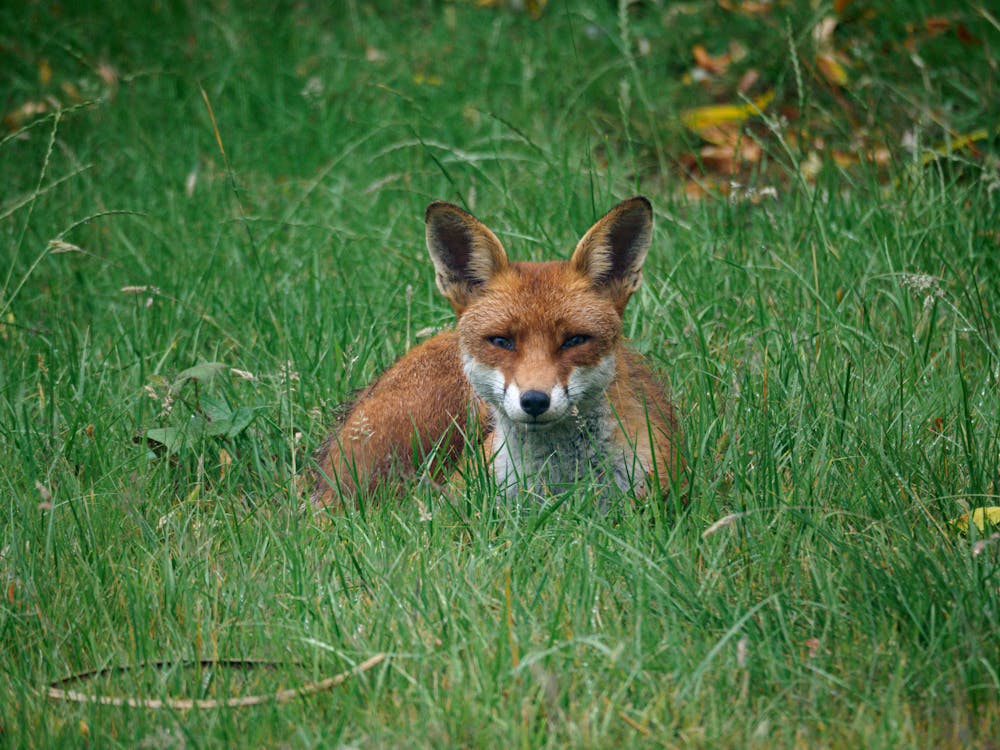 Fox on Green Grass
