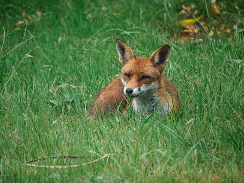 бесплатная Бесплатное стоковое фото с дикое животное, зеленая трава, лисица Стоковое фото