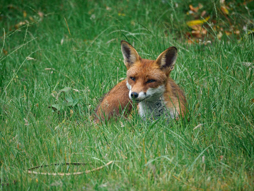 Photo of Fox on Green Grass
