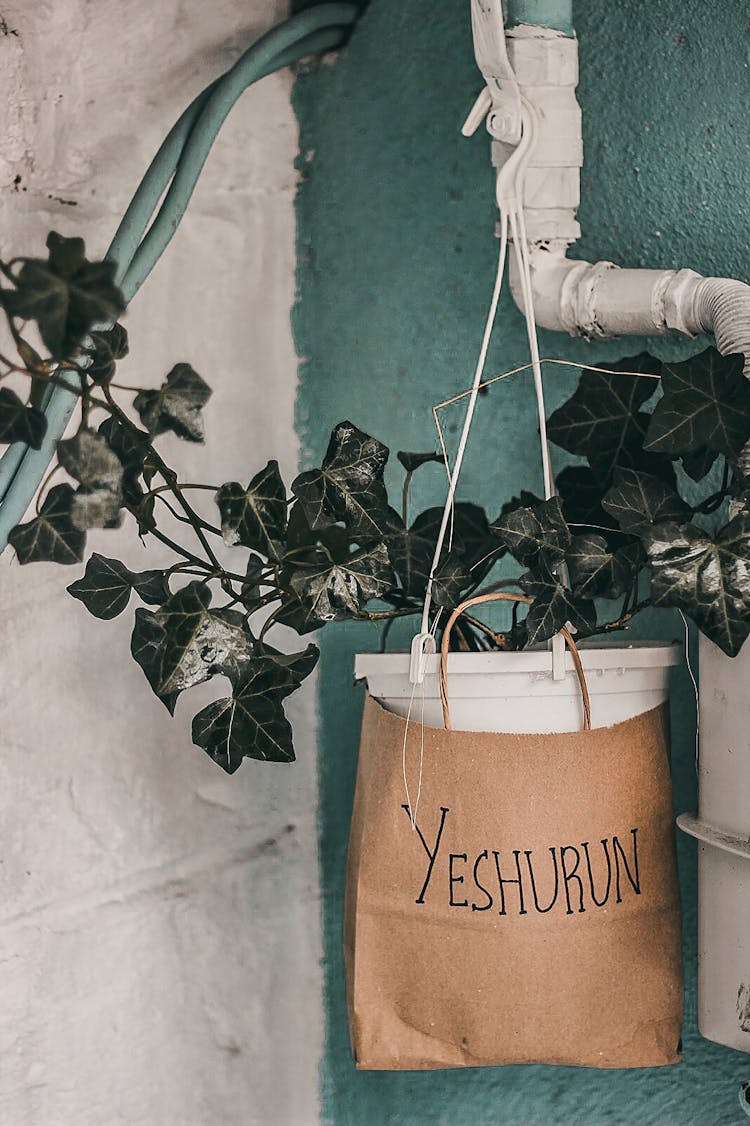 Hanging Green Plant On Plastic Pot With Paper Bag