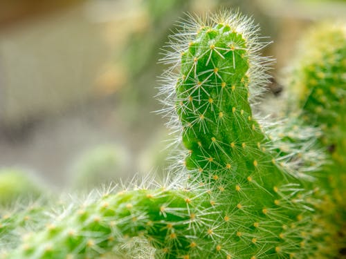 Free stock photo of budapest, cactus, europe