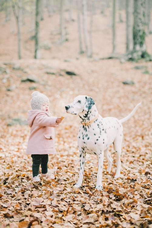 Free Baby Girl in Pink Jacket Standing Beside a Dalmatian Dog Stock Photo