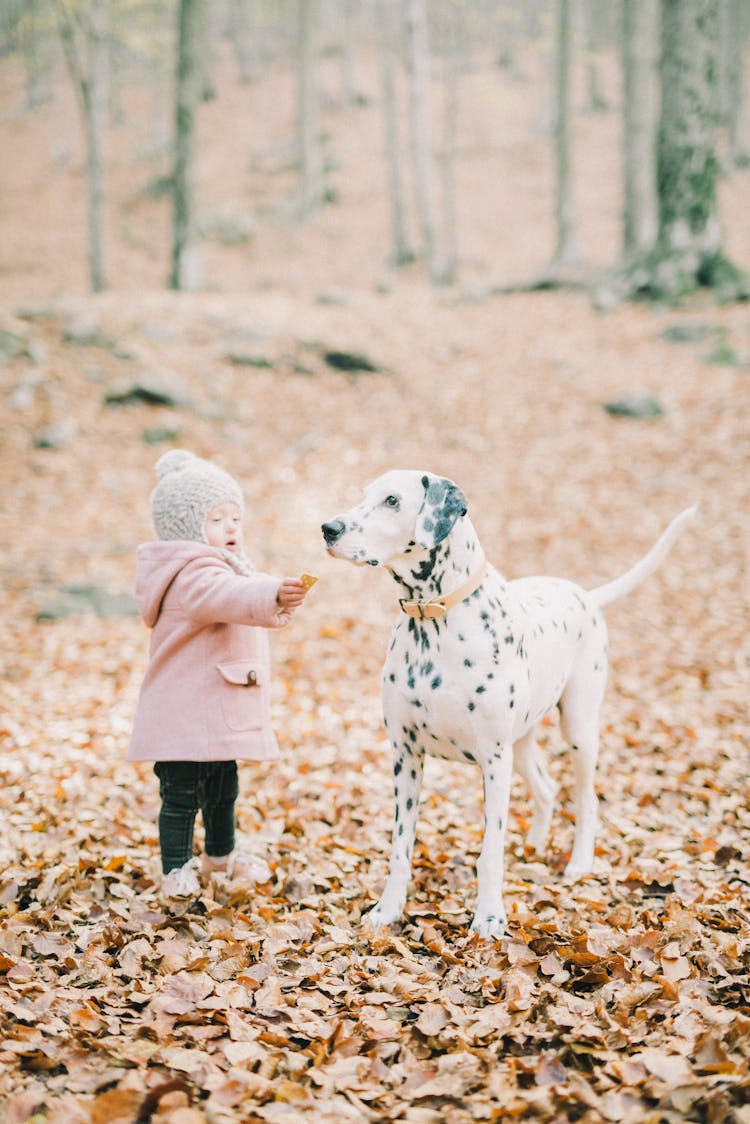 Baby Girl In Pink Jacket Standing Beside A Dalmatian Dog