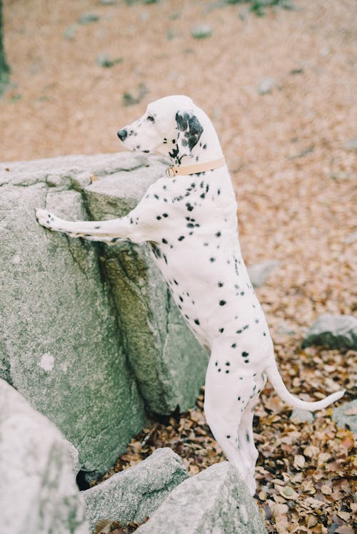 Free Dalmatian Dog Standing Up on Hind Legs Near a Rock Stock Photo
