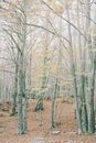 Fallen Leaves Under Tall Trees