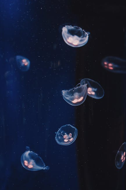 Underwater shot of many jellyfish with transparent luminous bodies floating in dark seawater