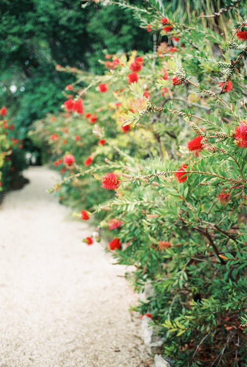 Red Flowers on Green Plants Along a Pathway