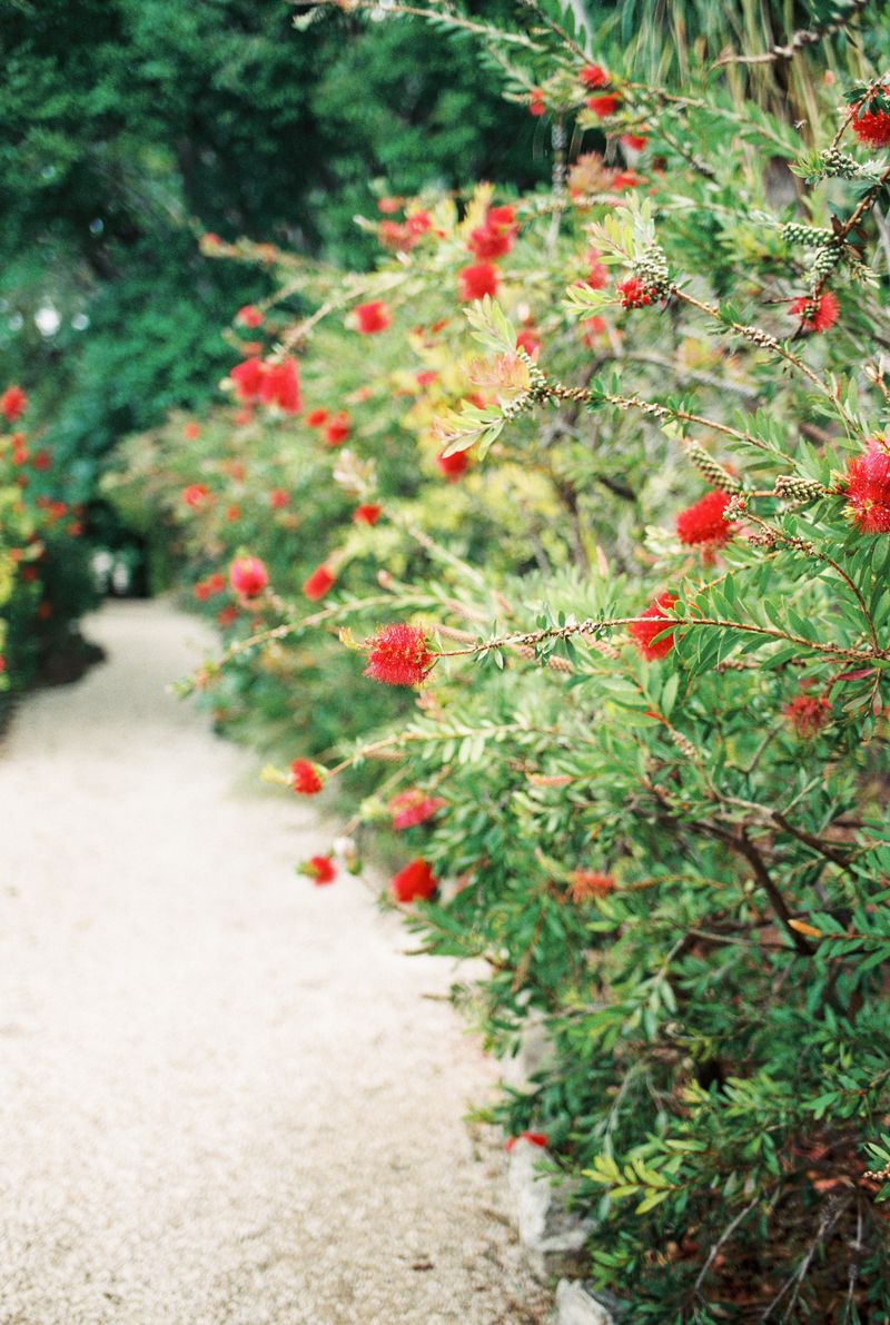 Red flowers lining a garden pathway