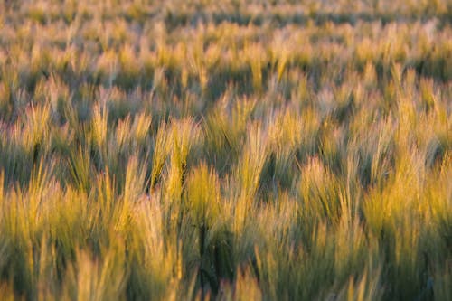 ファーム, 畑, 穀物の無料の写真素材