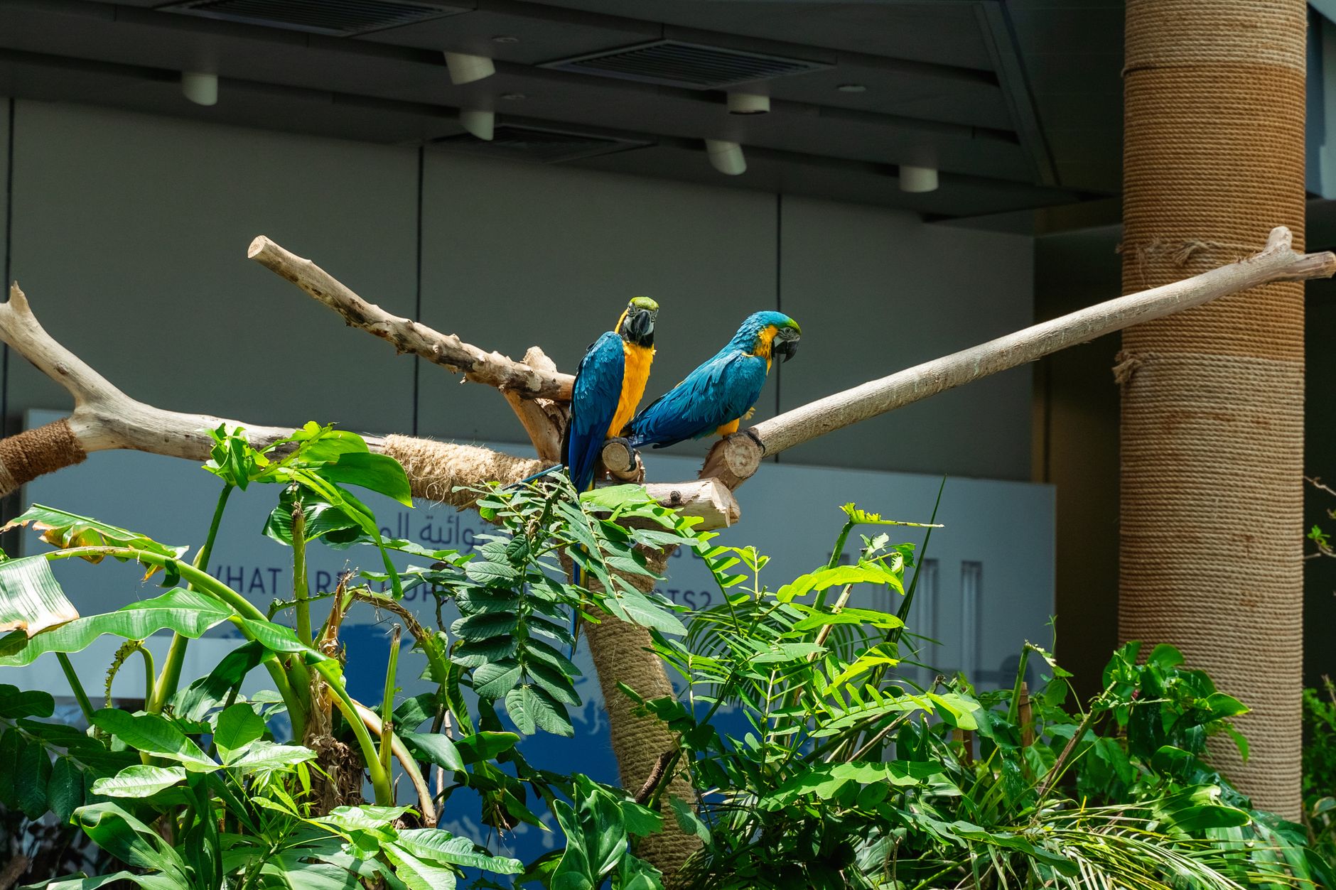 Best Budget Bird Perches for Enrichment (2026) – Expert Picks to Keep Your Feathered Friend Active and Happy