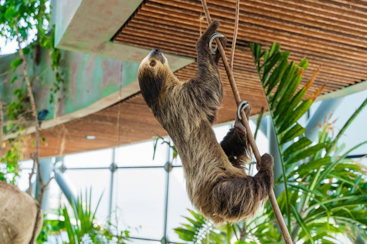 Brown Sloth Climbing The Tree Branch