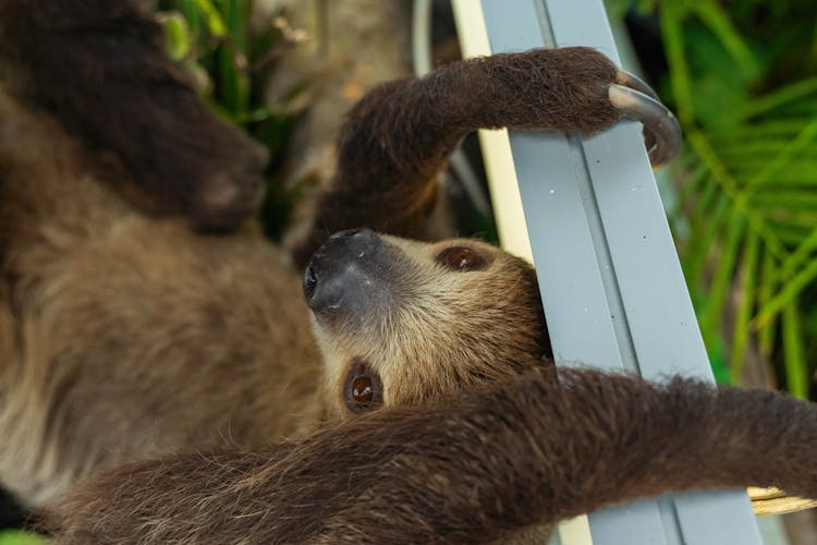 Brown Sloth Hanging On The Metal Bar