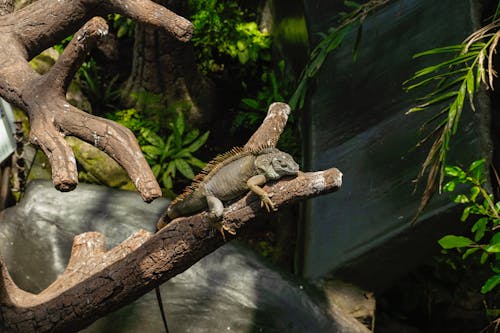 Foto profissional grátis de animal, fotografia animal, galhos de árvore