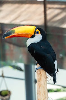 Detailed view of a Toco Toucan perched, showcasing its vibrant beak and plumage.