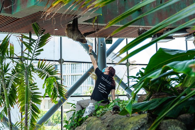 A Brown Sloth Hanging On The Ceiling