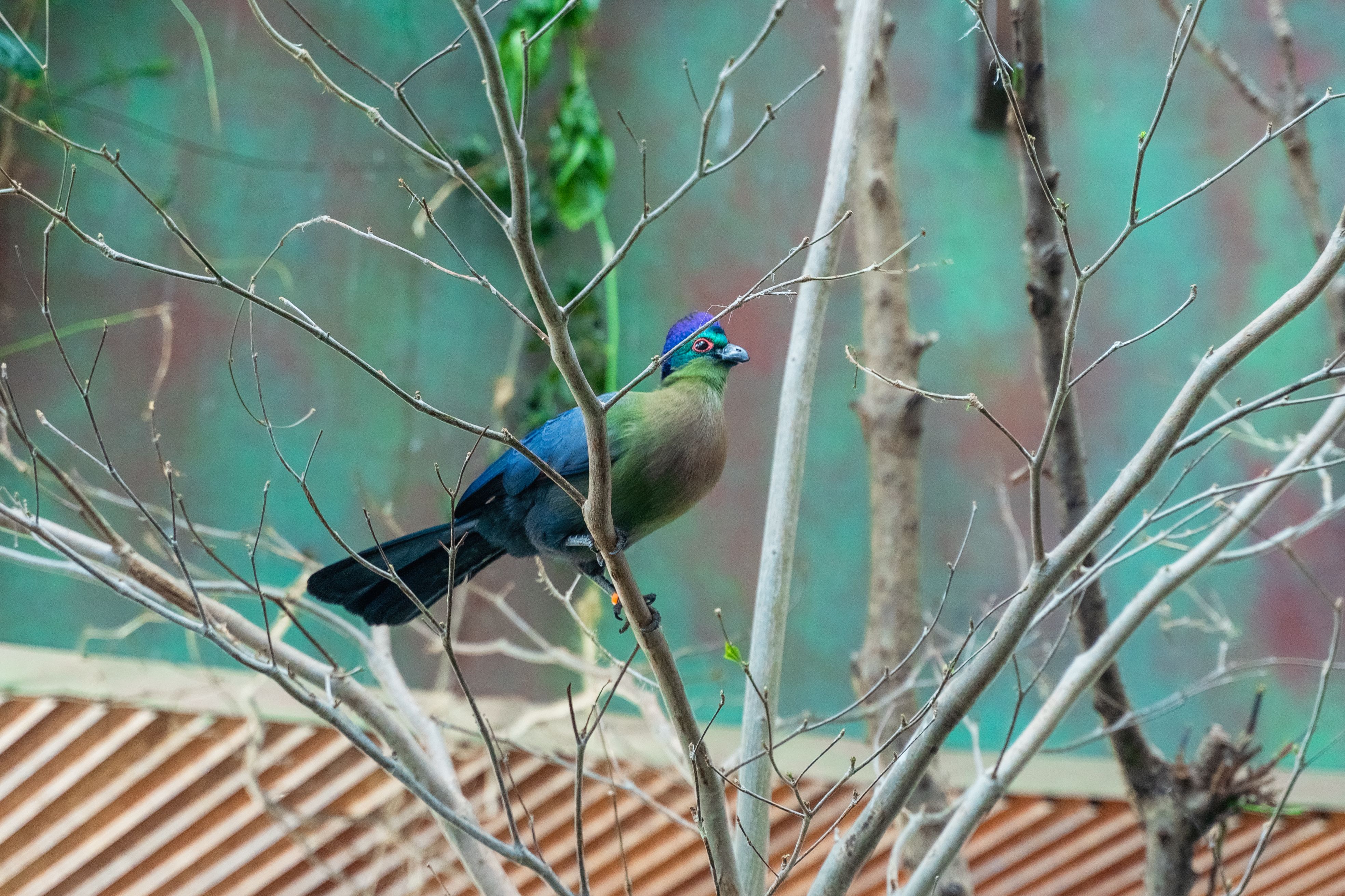 Blue and Brown Bird Perched on the Brown Tree Branch · Free Stock Photo