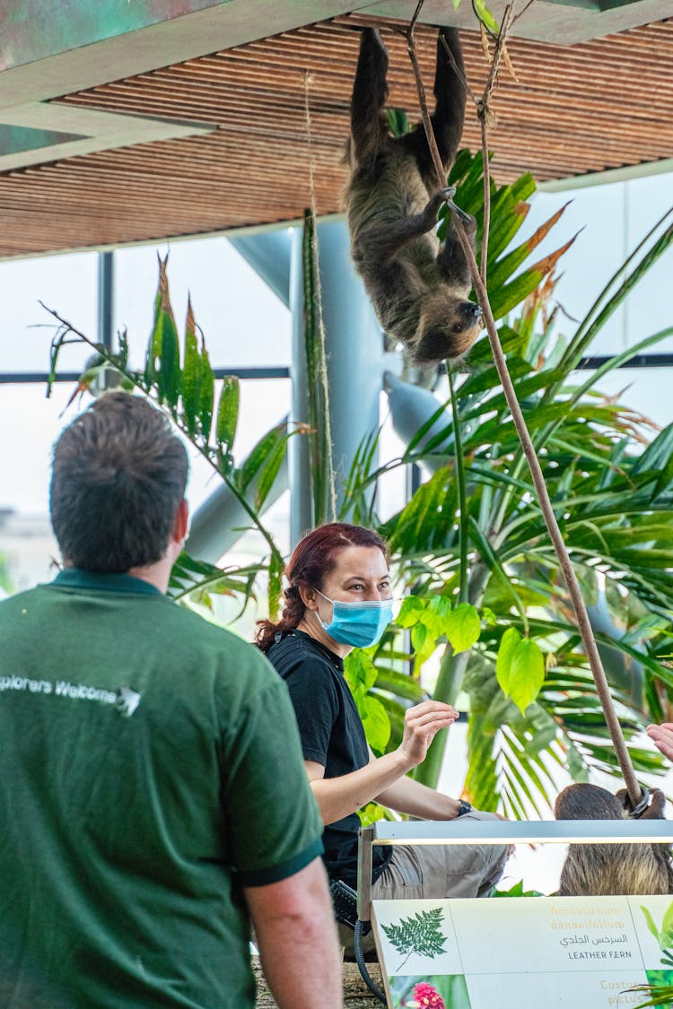 Brown Sloth Hanging On The Ceiling