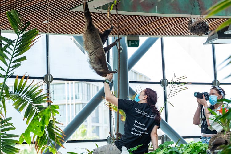 A Brown Sloth Hanging On The Ceiling