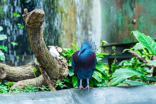 Ücretsiz Bahçe, egzotik, hayvan içeren Ücretsiz stok fotoğraf Stok Fotoğraflar