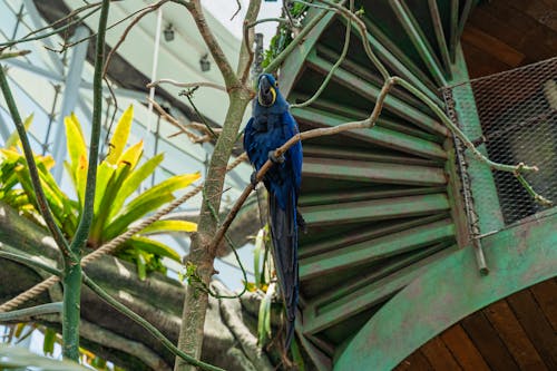 Blue Macaw on Tree Branch