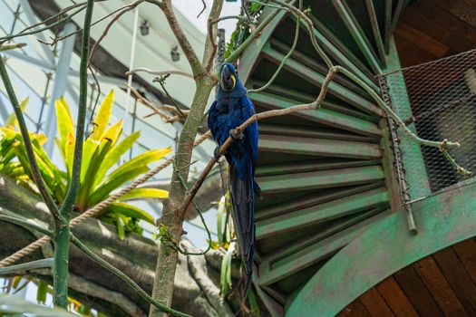 A stunning Hyacinth Macaw perched on a branch in a lush, tropical conservatory.