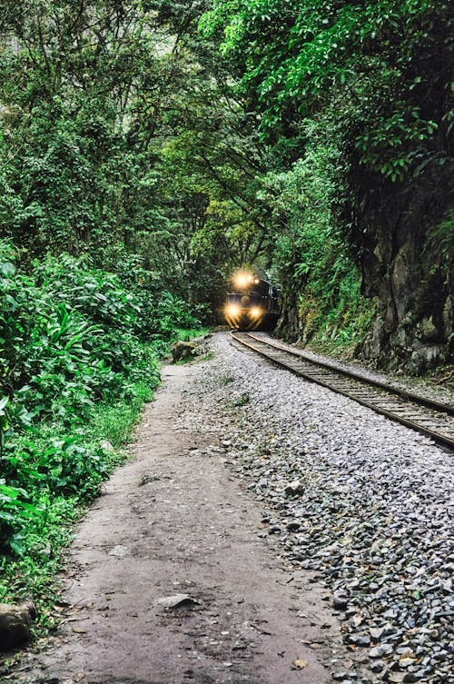 A Train Travelling in the Middle of Green Trees