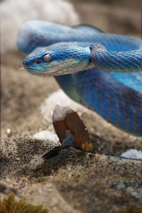 Blue and White Snake on Brown Rock