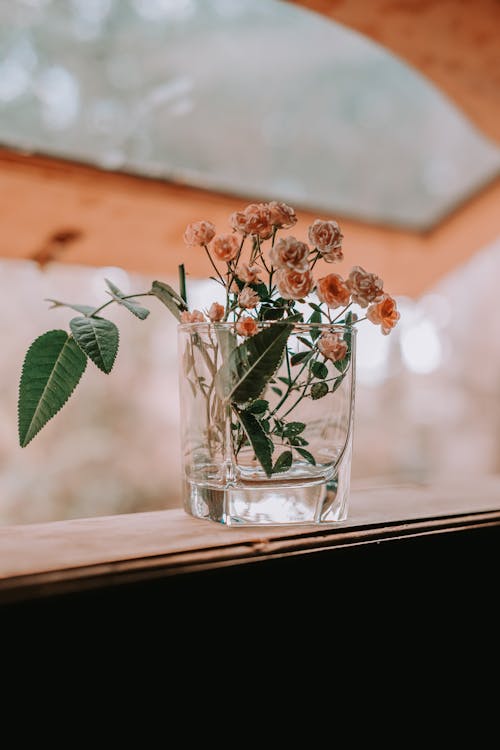 Gratis lagerfoto af blomster, blomstrende, dekoration