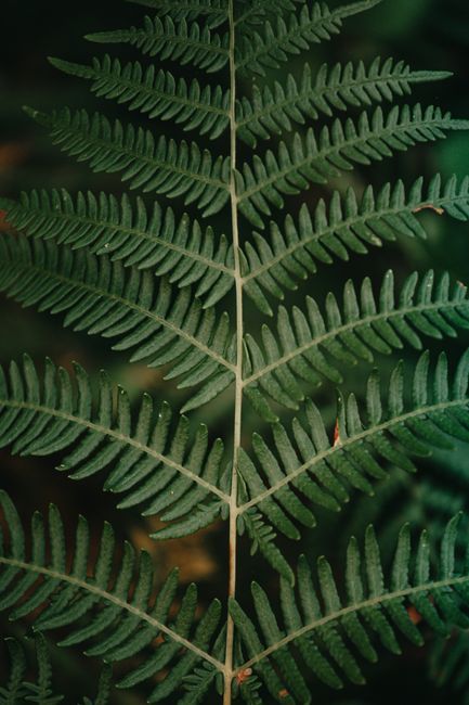 Scenery view of colorful lush green leaf on thin stalk growing in forest
