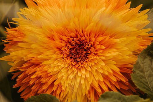 From above of colorful blossoming orange flower with tender petals and green leaves growing in park