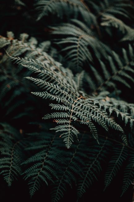 From above of green plant leaves with spiky edges on thin stems growing in dark woods