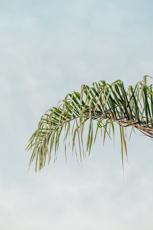 Palm tree leaf under cloudy sky in summer