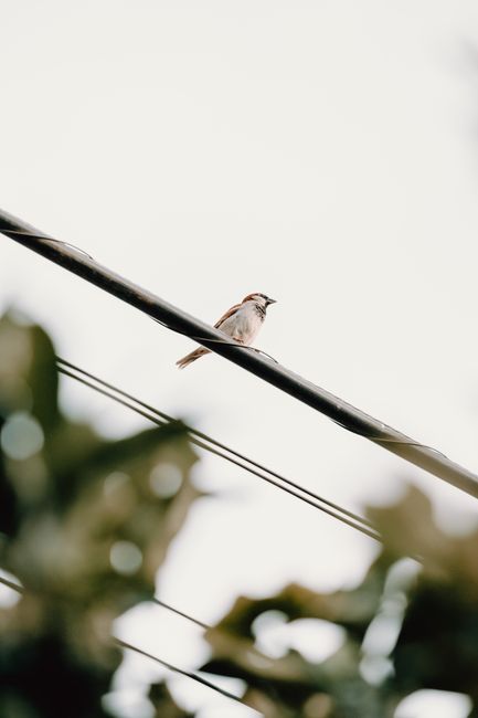 From below of bird with pointed beak and tail sitting on straight beam with wires under white sky