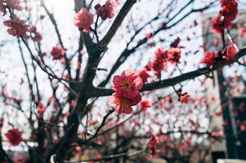 Fotos de stock gratuitas de al aire libre, árbol, flora