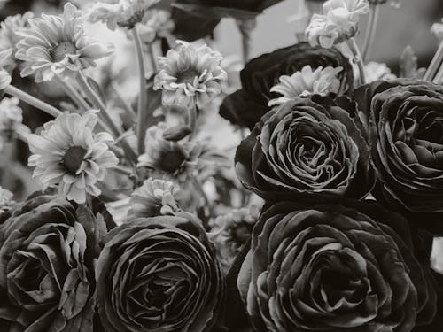 Selective Focus Photography Of White Petaled Flowers Free Stock Photo Selective Focus Photography Of White Petaled Flowers Free Stock Photo