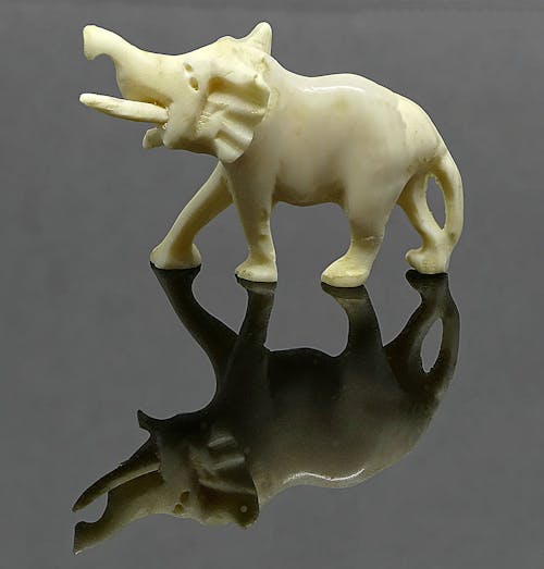 Free stock photo of elefant, elfenbein